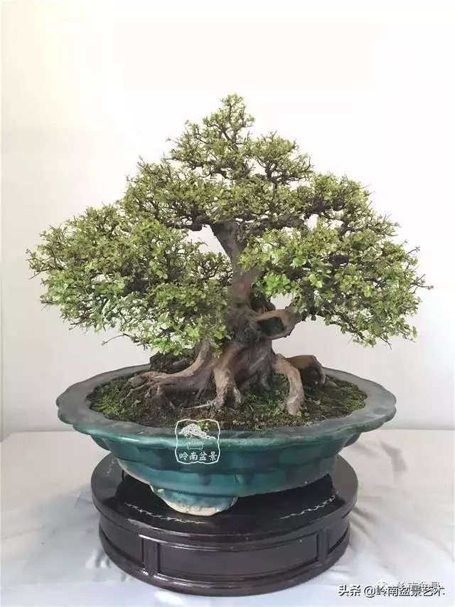 要霸氣側露,玩好根盤是關鍵!