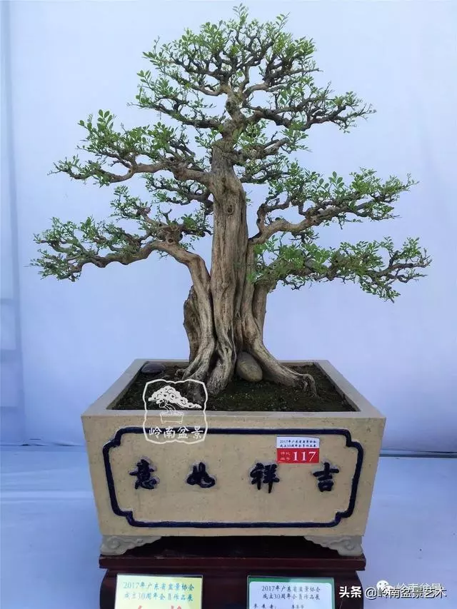 要霸氣側露,玩好根盤是關鍵!