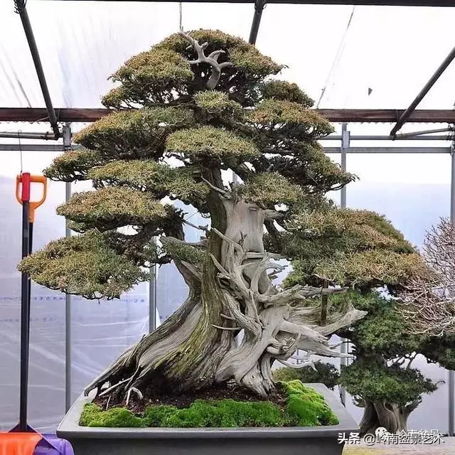 要霸氣側露,玩好根盤是關鍵!