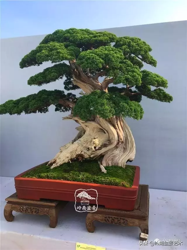 要霸氣側露,玩好根盤是關鍵!