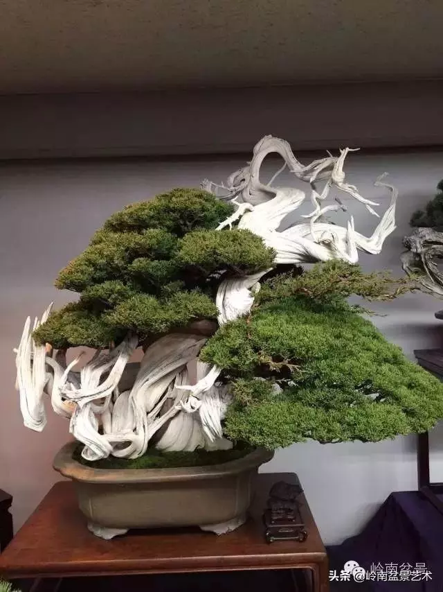 要霸氣側露,玩好根盤是關鍵!