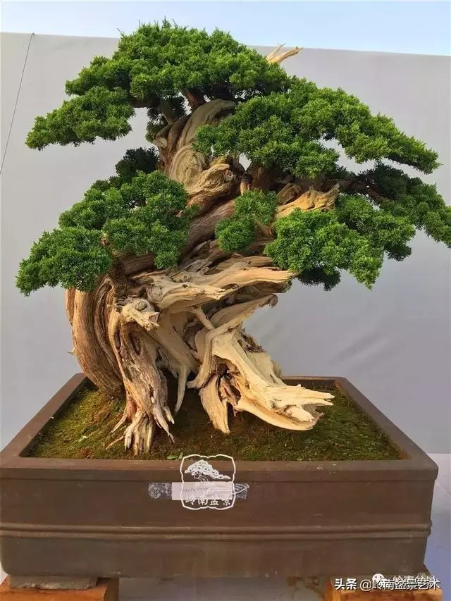 要霸氣側露,玩好根盤是關鍵!