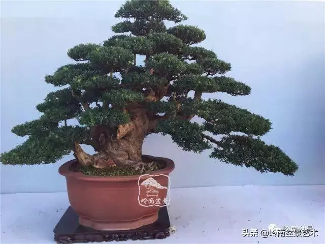 要霸氣側露,玩好根盤是關鍵!