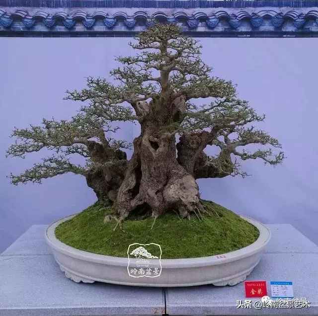 要霸氣側露,玩好根盤是關鍵!
