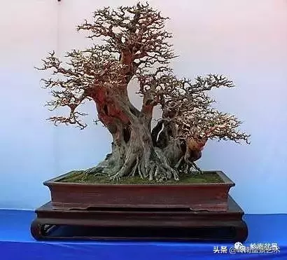 要霸氣側露,玩好根盤是關鍵!