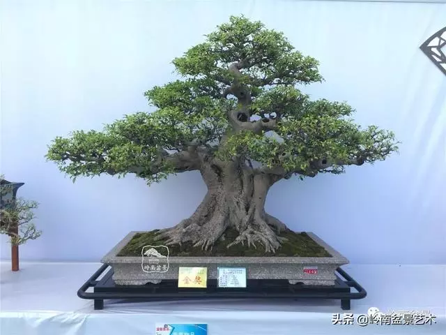 要霸氣側露,玩好根盤是關鍵!