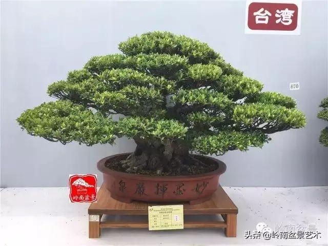 要霸氣側露,玩好根盤是關鍵!
