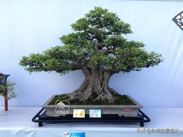 要霸氣側露,玩好根盤是關鍵!