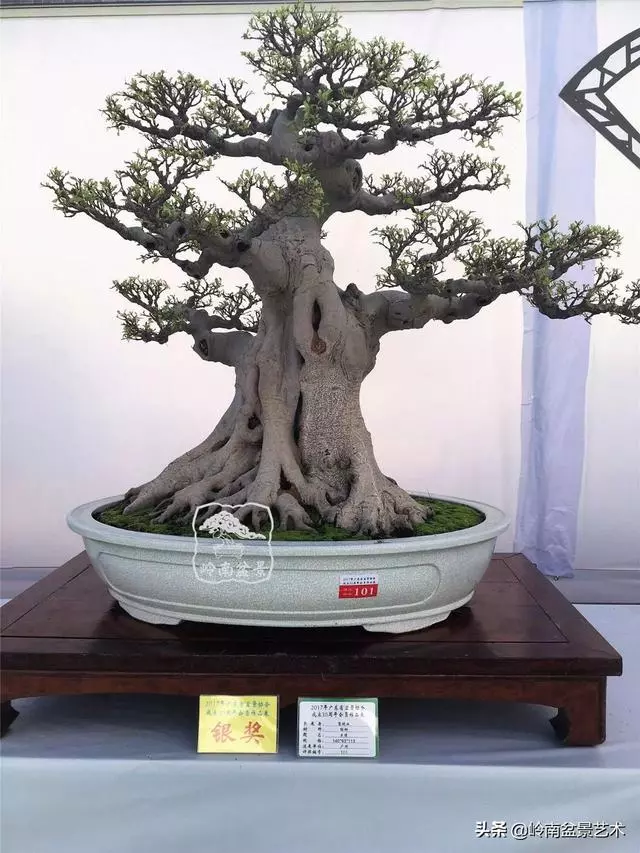 要霸氣側露,玩好根盤是關鍵!