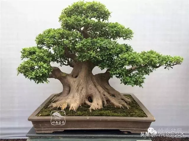 要霸氣側露,玩好根盤是關鍵!