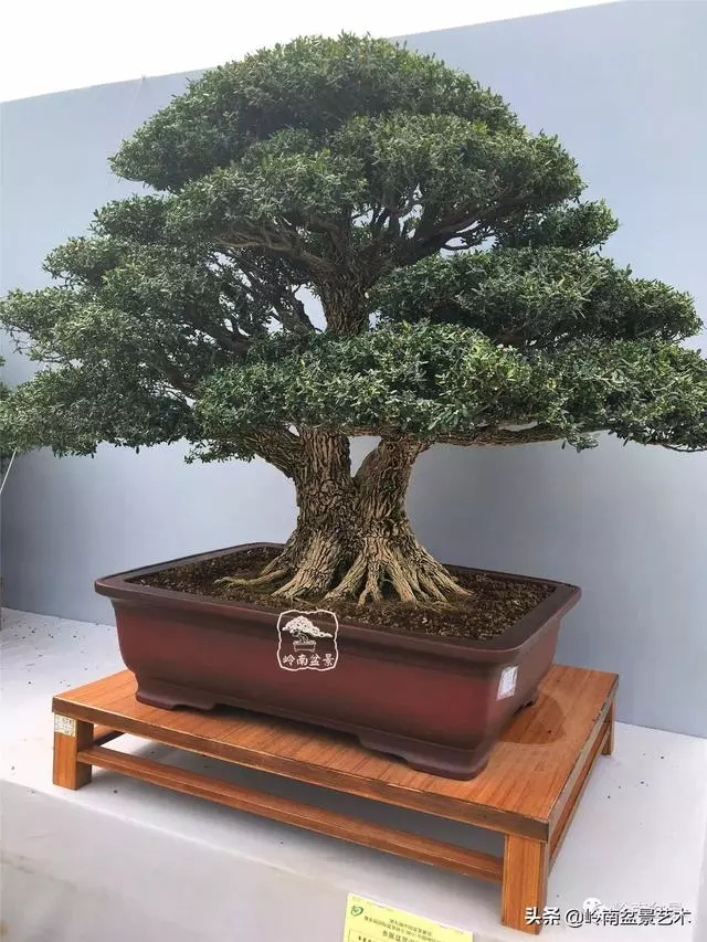 要霸氣側露,玩好根盤是關鍵!