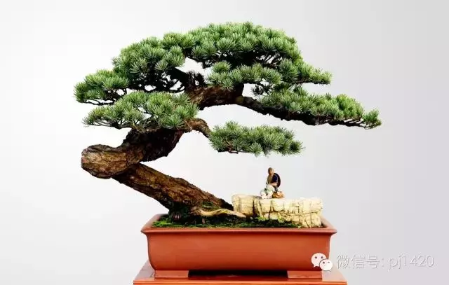 你家的樹樁盆景該翻盆換土了嗎?
