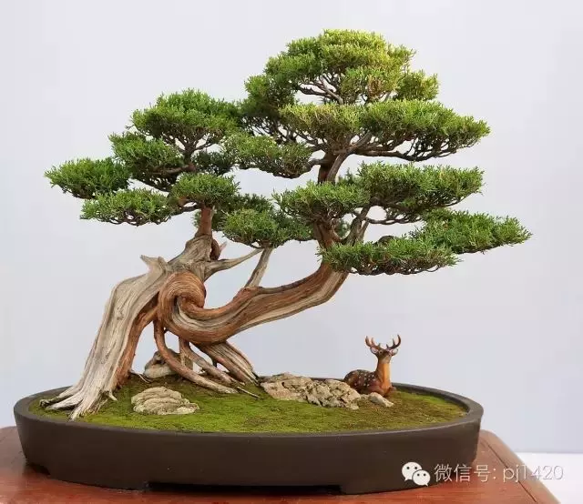 你家的樹樁盆景該翻盆換土了嗎?
