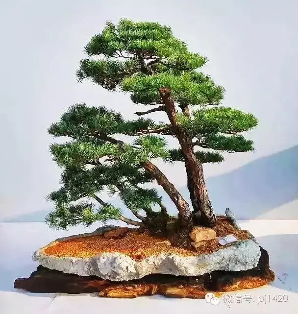 你家的樹樁盆景該翻盆換土了嗎?