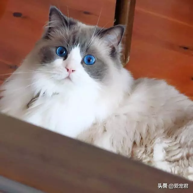 愛你就咬咬你,原來貓咪喜歡啃咬主人的小手手,還有這幾個意思啊