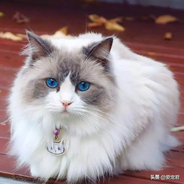 愛你就咬咬你,原來貓咪喜歡啃咬主人的小手手,還有這幾個意思啊