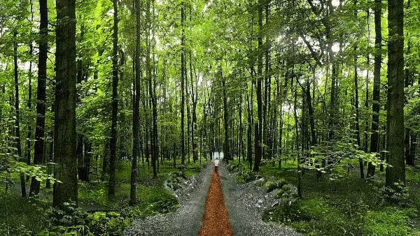 充滿未來感的森林公園