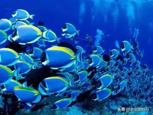 全世界唯一擁有無毒水母的地方,被稱作「上帝的水族箱」神秘島國