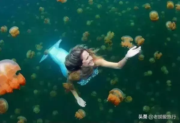 全世界唯一擁有無毒水母的地方,被稱作「上帝的水族箱」神秘島國