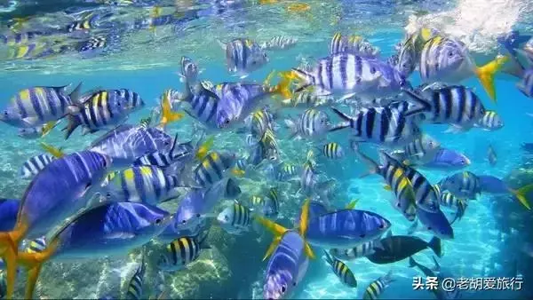 全世界唯一擁有無毒水母的地方,被稱作「上帝的水族箱」神秘島國