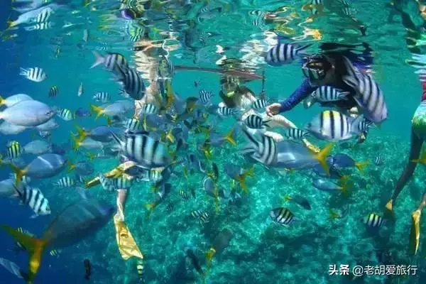 全世界唯一擁有無毒水母的地方,被稱作「上帝的水族箱」神秘島國