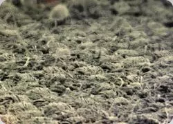 曬完被子有「太陽的味道」?專家告訴你崩潰事實,那味道來自蟎蟲,太噁心了