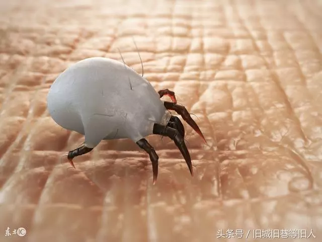 曬完被子有「太陽的味道」?專家告訴你崩潰事實,那味道來自蟎蟲,太噁心了