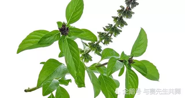 10種中外最能讓你,記憶深刻的食物!咖啡竟然是第一!
