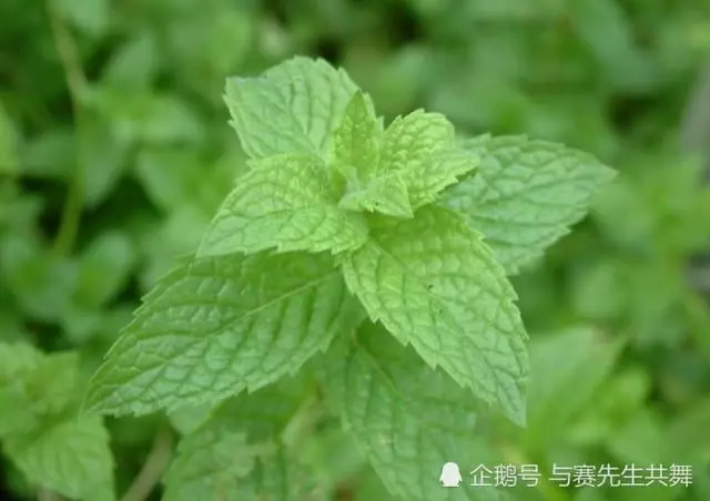 10種中外最能讓你,記憶深刻的食物!咖啡竟然是第一!