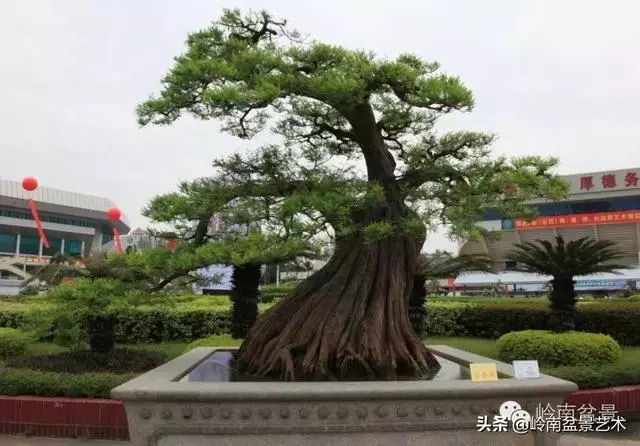 超大型嶺南盆景的天然神韻
