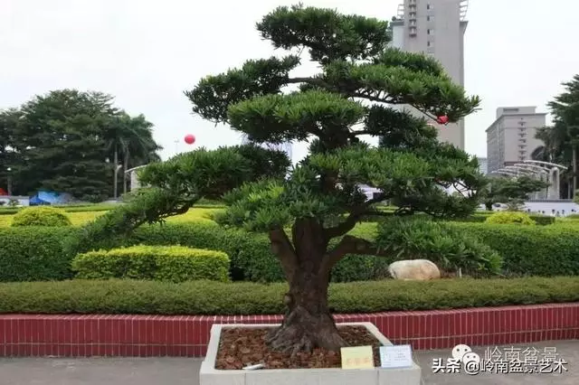 超大型嶺南盆景的天然神韻