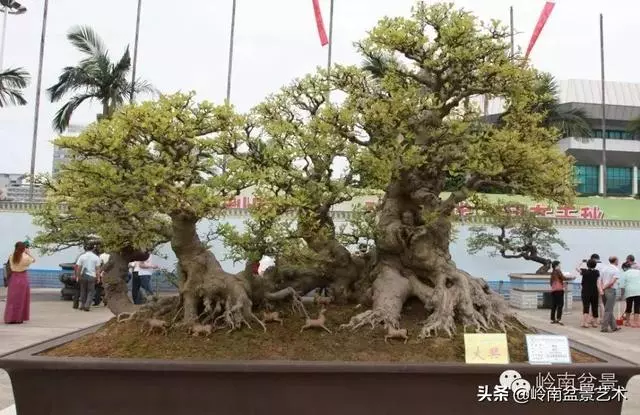 超大型嶺南盆景的天然神韻