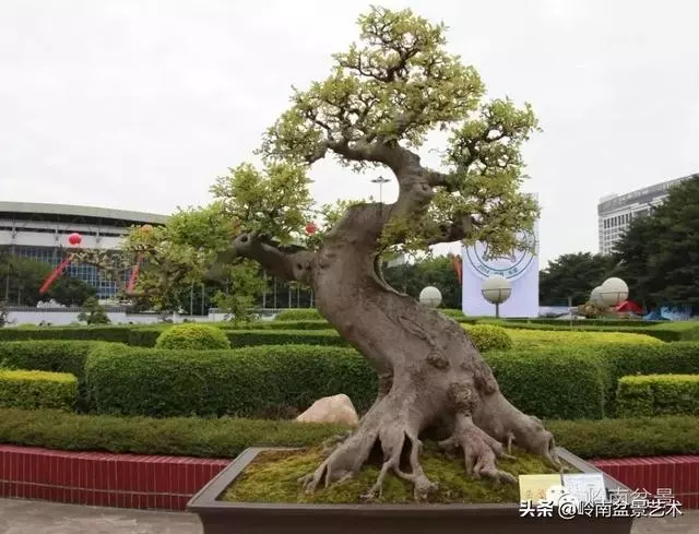 超大型嶺南盆景的天然神韻