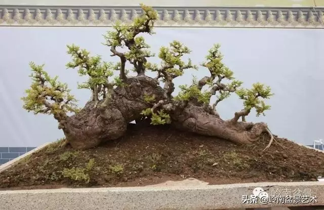 超大型嶺南盆景的天然神韻