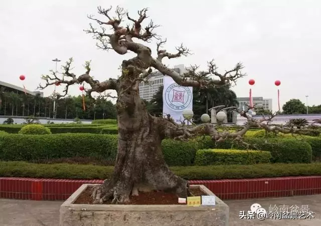 超大型嶺南盆景的天然神韻