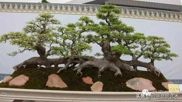 超大型嶺南盆景的天然神韻