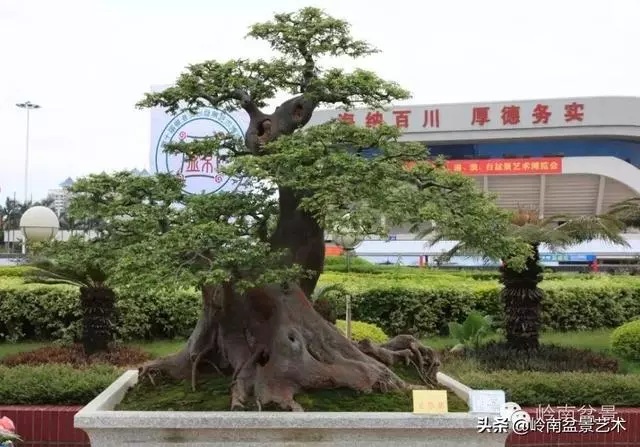 超大型嶺南盆景的天然神韻