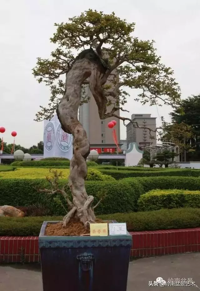 超大型嶺南盆景的天然神韻