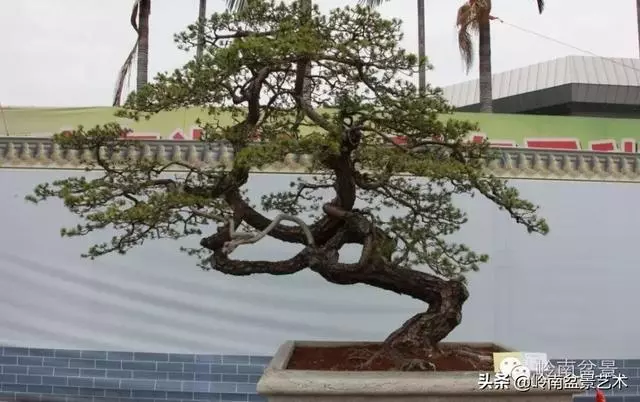 超大型嶺南盆景的天然神韻