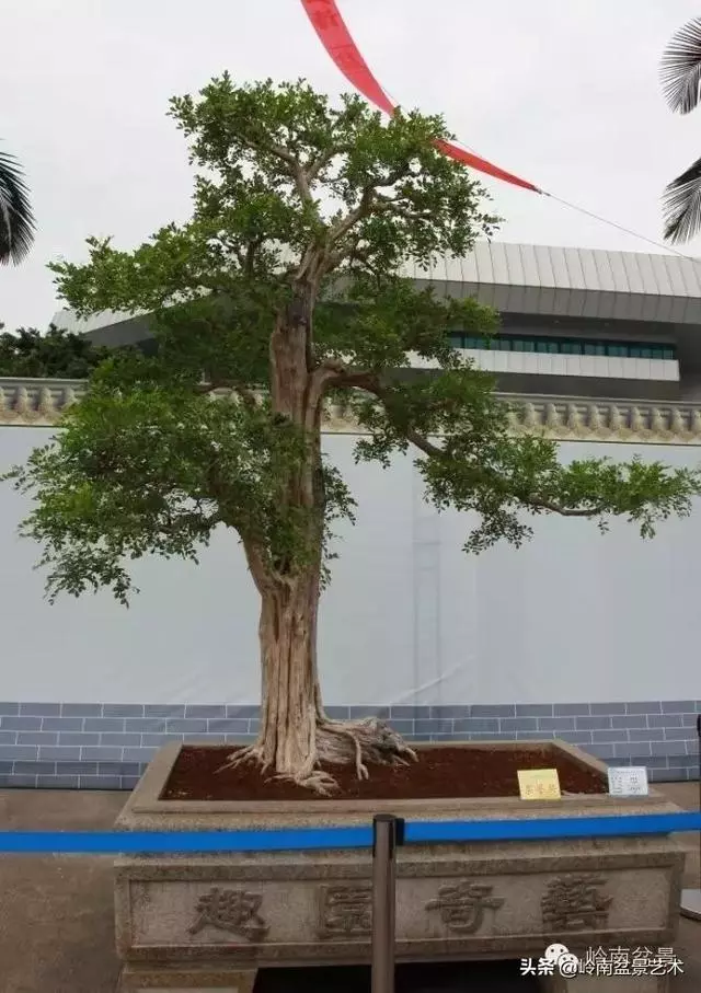 超大型嶺南盆景的天然神韻