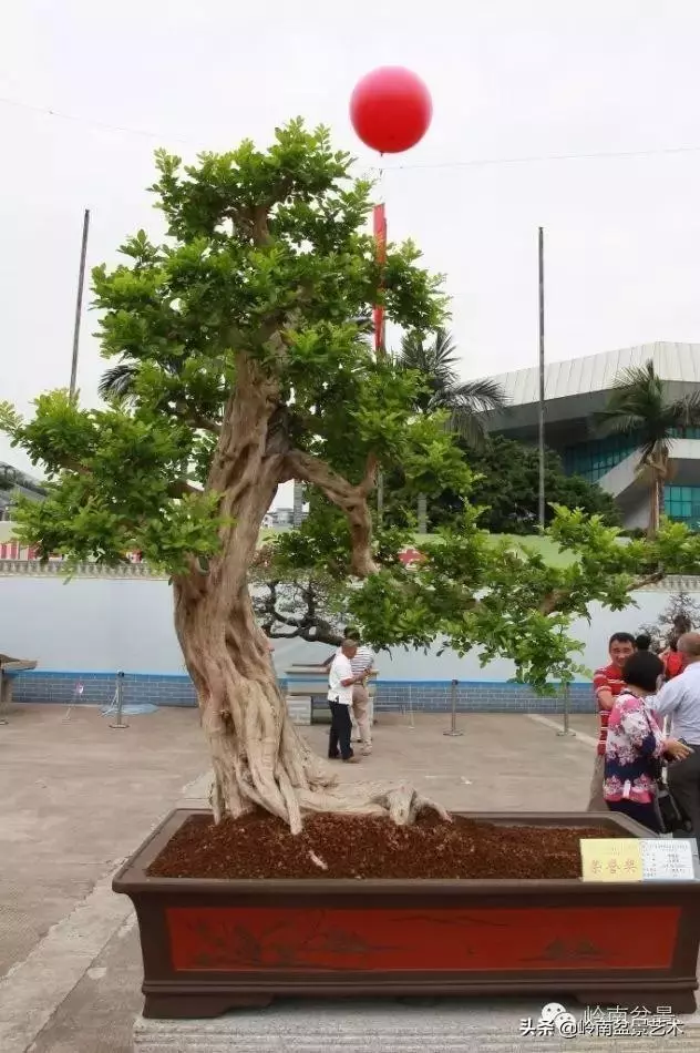 超大型嶺南盆景的天然神韻