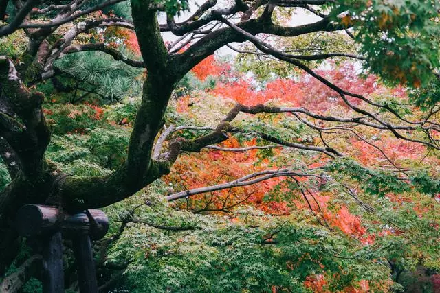 日本|這個京都旁邊的小城,以國寶和抹茶,美譽全球!