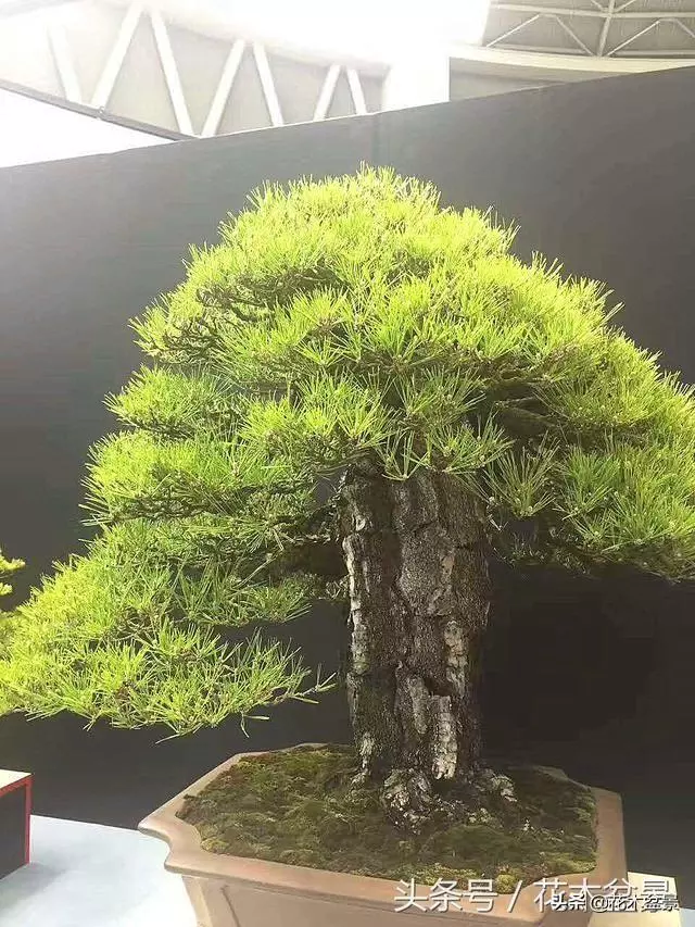 初學盆景五美姿盆景七要素 !