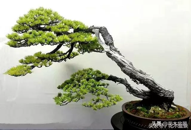 初學盆景五美姿盆景七要素 !