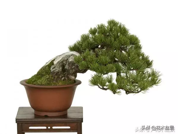 初學盆景五美姿盆景七要素 !