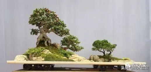 初學盆景五美姿盆景七要素 !