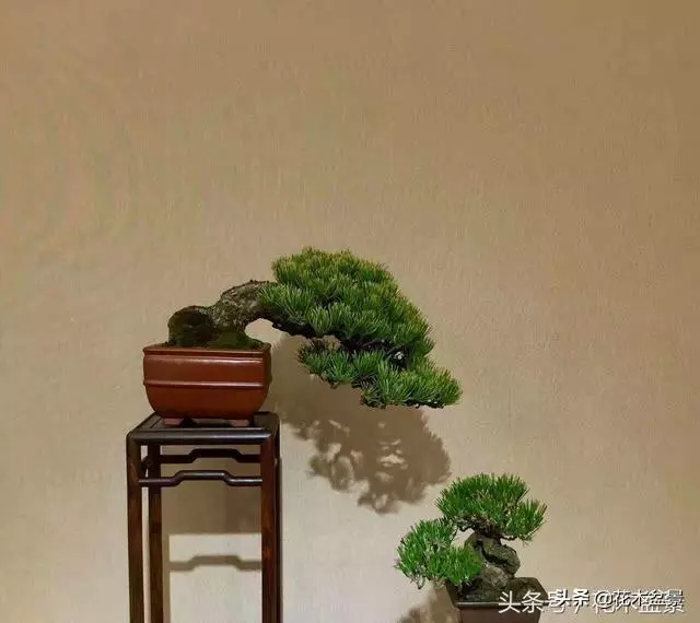 初學盆景五美姿盆景七要素 !