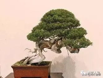 初學盆景五美姿盆景七要素 !