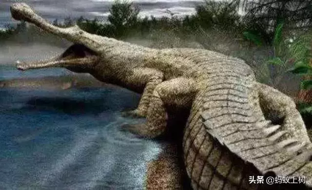 5種戰鬥力超強的遠古生物,第3種因過於龐大笨重而滅絕