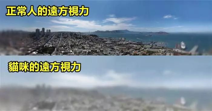 貓咪vs人類的視力!到底有什麼差別呢?